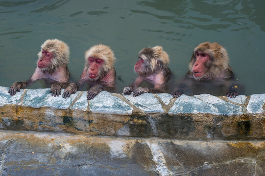 Hokkaido, Hakodate, red-faced makak in water