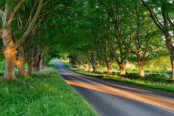 Tree lined road near Wimborne, Dorset, England, UK