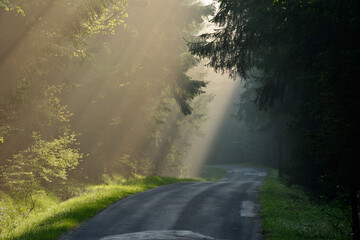 Empty country road through forest at twilight on misty day