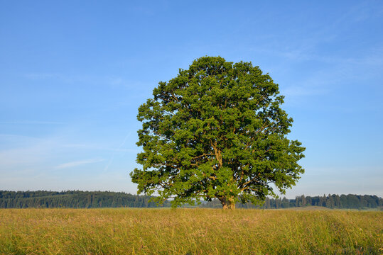 Single oak tree in a field, Baden-Wurttemberg, Germany
