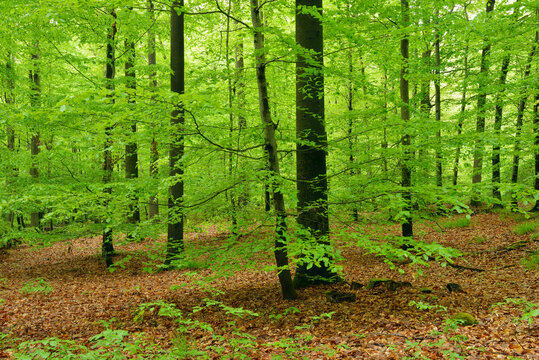 Germany, Bavaria, Steigerwald, Forest in spring