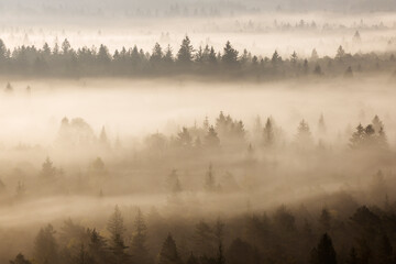 German, Bavaria, Munich, Isar Valley, Morning mist in forest