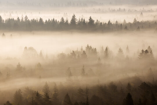 German, Bavaria, Munich, Isar Valley, Morning mist in forest