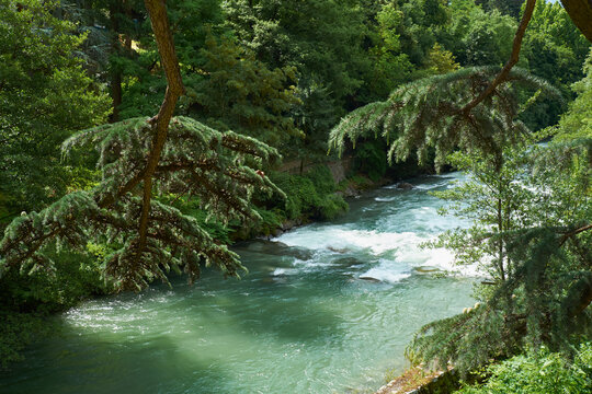 Passer river flowing through green forest in summer