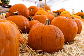 Assorted Large Pumpkins for Sale on Straw Hay for Sale