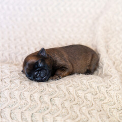 The little puppy squints, closes his eyes and wants to sleep. Newborn. High quality photo