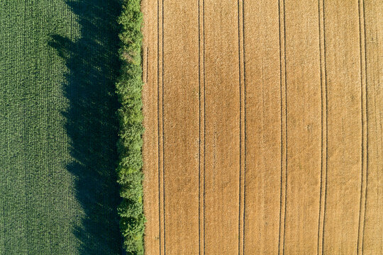 Germany, Bavaria, Franconia, Aerial view of corn field and trees