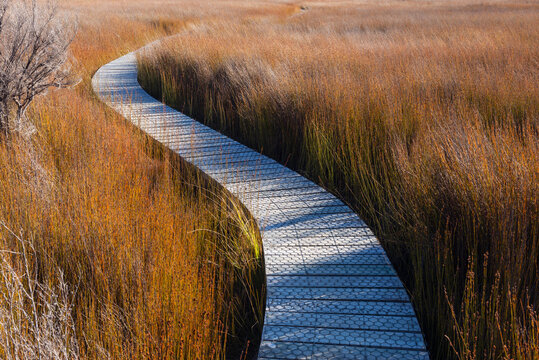 New Zealand, Otago, Clutha District, Empty Tautuku Estuary Walkway surrounded by tall brown grass