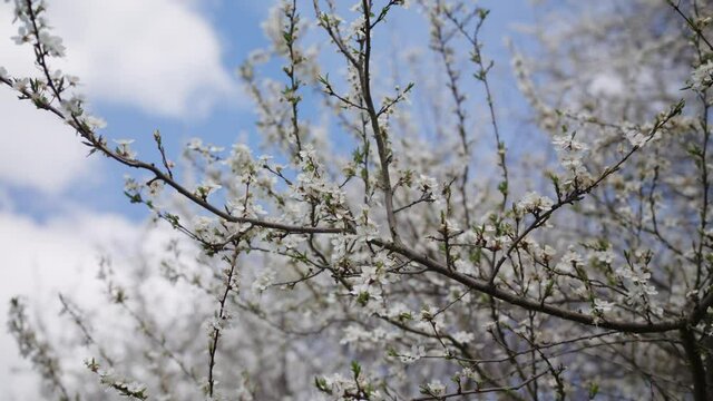 Closeup shot of a tree branch with white cherry blossom, bright blue sky day.