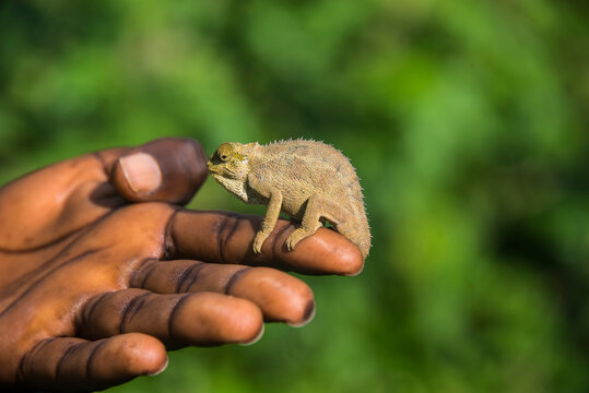 Rwanda, Virunga National Park, Trioceros ellioti on man's hand