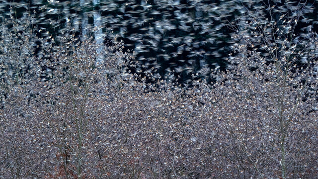 Blurred flock of bramblings (Fringilla montifringilla) flying above plants