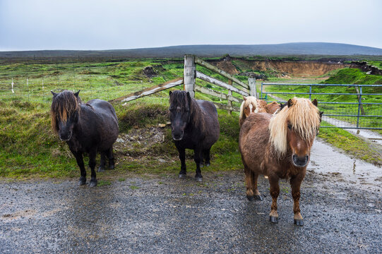 United Kingdom, Scotland, Shetland Islands, Shetland ponies