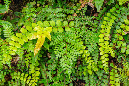 New Zealand, Close-up of green vegetation in temperate&Ocirc;&oslash;&Omega;rainforest