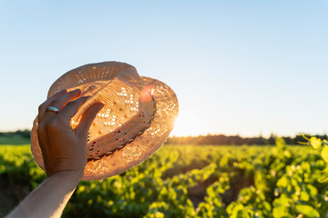 Woman's hand holding straw hat against the sun, vineyard, Provence, France