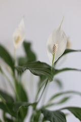 Fototapeta premium close up of white flower