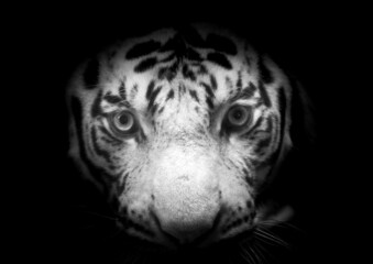 The bengal tiger's eyes and face on a black background