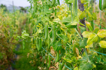 Fototapeta premium Closeup of ripe green peas in pods on bushes on large farm plantation on sunny day