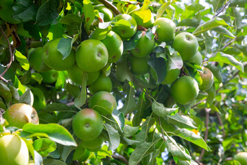 Many green apples growing on trees ready for harvesting, new harvest of fruits