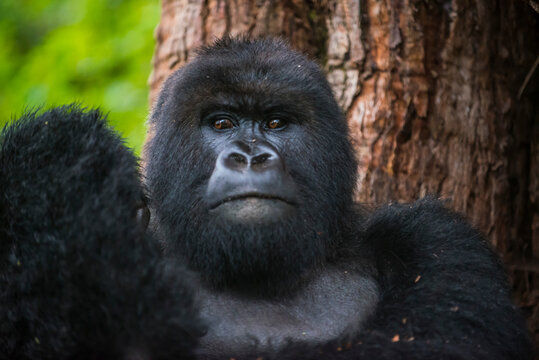 Rwanda, Virunga National Park, portrait of mountain gorilla