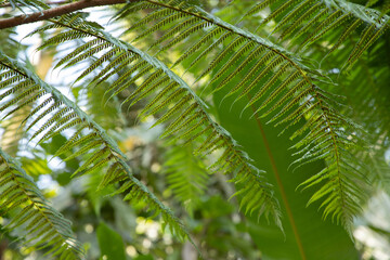 Obraz na płótnie Canvas Palm leaves on a sunny day. 