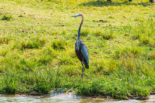 Africa, Uganda, Goliath Heron, Ardea goliath, Queen Elizabeth National Park