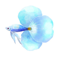 fighting fish with flower tail in watercolor digital painting