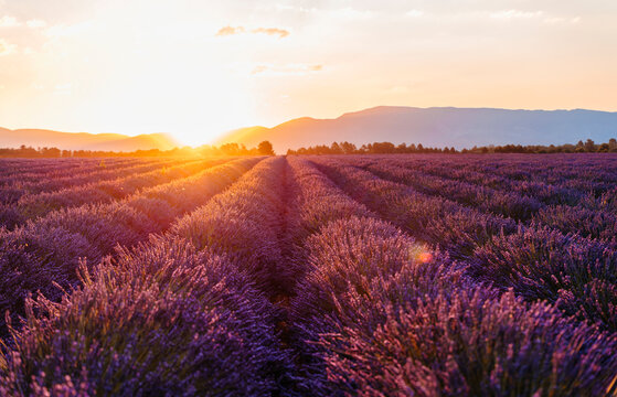 Vast lavender field at springtime sunrise