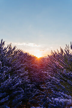 Sun rising over lavender blooming in field