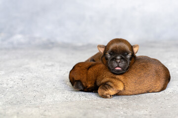 Newborn Brussels Griffon. Sleeping on top of each other. High quality photo