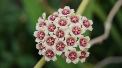 Flowers of Sweetheart Hoya, Valentine Hoya, kerrii, Apocyneceae, Inflorescence white flowers resembling star-shaped fragrant soft.