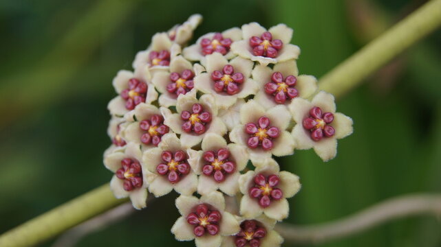 Flowers of Sweetheart Hoya, Valentine Hoya, kerrii, Apocyneceae, Inflorescence white flowers resembling star-shaped fragrant soft.