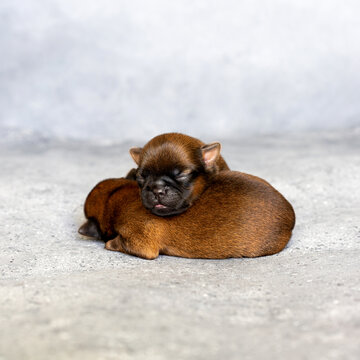 Newborn Brussels Griffon. Sleeping on top of each other. High quality photo
