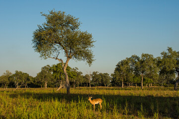 Zambia, South Luangwa National Park, antelope