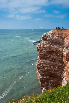 Germany, Helgoland Island, Northern gannet colony