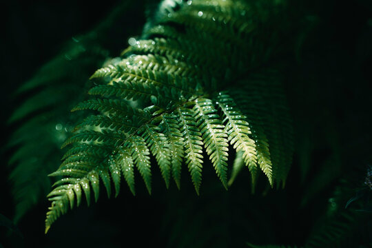 Green fern growing in forest - Powered by Adobe