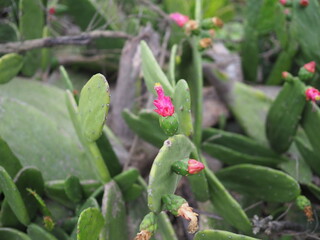 Cactus on the beach
OLYMPUS DIGITAL CAMERA