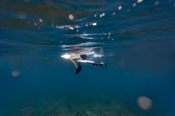 Maledives, Under water view of surfer sitting on surfboard, underwater shot