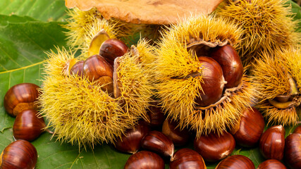 Autumn composition of chestnuts, hedgehogs and chestnut leaves. Fall season. Warm colors. Food background