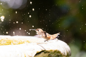 Hummingbird Drinking Water on the Fountain
