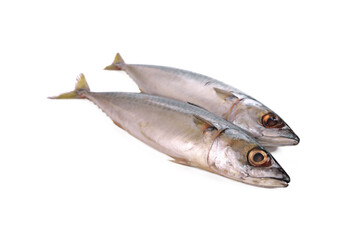 Fresh mackerel isolated on white background.