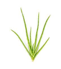 Aloe vera isolated on white background