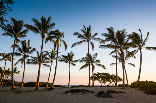 USA, Hawaii, Big Island, palm grove at sunset at the beach of Kikaua Point Park