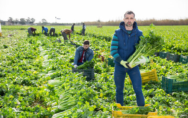 Confident farmer engaged in organic celery growing, showing rich harvest on farm field