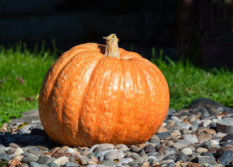 Orange Pumpkin on the ground. Cinderella pumpkin. Halloween and Thangivings Festival.