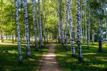 Birch tree forest, Plyos, Golden ring, Russia