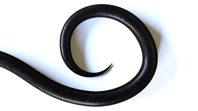 tail of a black snake, isolated on white background