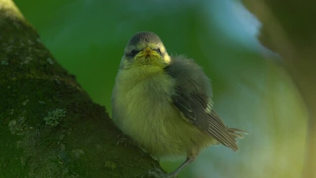 Closeup young screaming passerine bird begging for food in treetop during sunset golden hour.