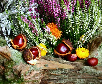 herbst im garten
