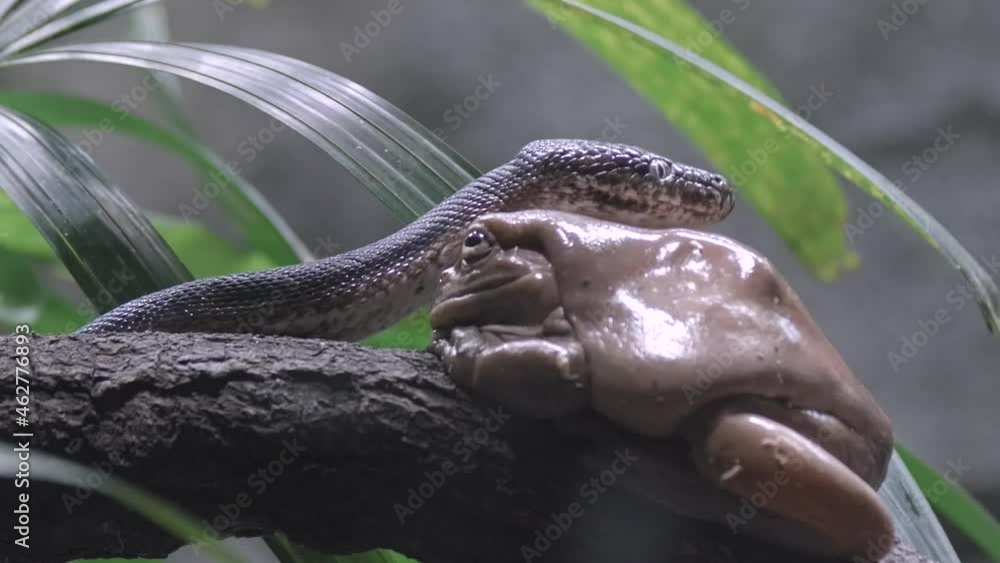 Poster white tree frog on tree branch with savu island python looking around its habitat. - close up, slow 