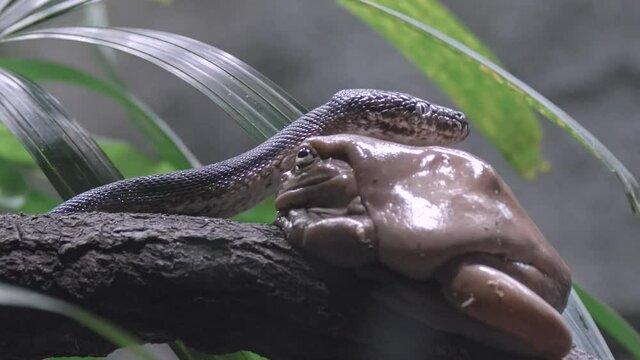 White Tree Frog On Tree Branch With Savu Island Python Looking Around Its Habitat. - close up, slow mo